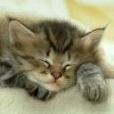 Catnap-2.jpg