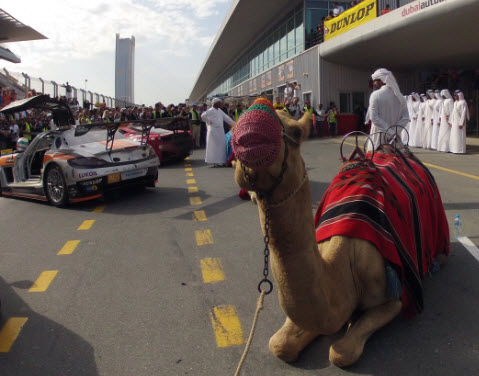 12-1-2013 18-47-21 Winning cars and Camel.jpg